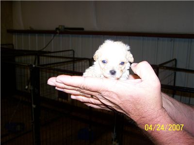 ToyPoodlePuppies